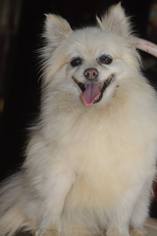 Pomeranian Dogs for adoption in Vacaville, CA, USA