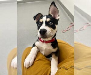 Siberian Husky-Unknown Mix Dogs for adoption in San Francisco, CA, USA