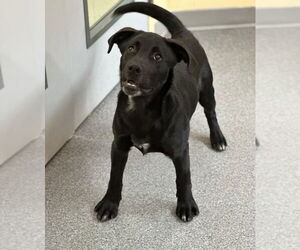 Mutt Dogs for adoption in Low Moor, VA, USA