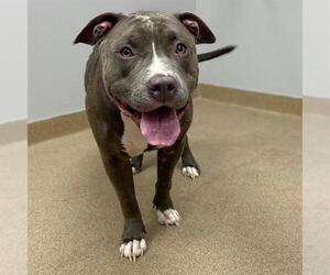 American Staffordshire Terrier Dogs for adoption in Aurora, CO, USA