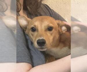 Cardigan Welsh Corgi-Unknown Mix Dogs for adoption in San Antonio, TX, USA