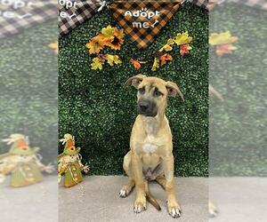 German Shepherd Dog-Unknown Mix Dogs for adoption in Grasswood, Saskatchewan, Canada