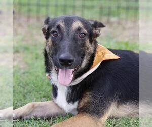 German Shepherd Dog-Unknown Mix Dogs for adoption in San Antonio, TX, USA