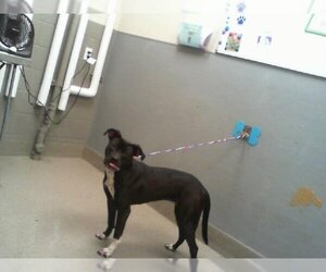 American Pit Bull Terrier-Unknown Mix Dogs for adoption in Las Vegas, NV, USA