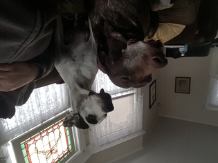 Pointer Dogs for adoption in Oak Ridge, NJ, USA