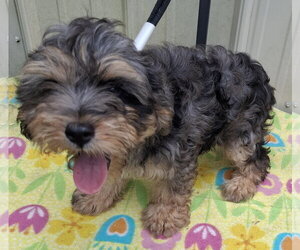 Poodle (Miniature)-Unknown Mix Dogs for adoption in Mountain View, MO, USA