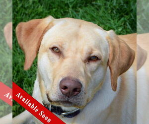 Mutt Dogs for adoption in Huntley, IL, USA