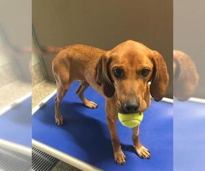 Redbone Coonhound Dogs for adoption in Clyde, NC, USA