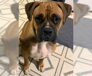 Boxer Dogs for adoption in Tyler, TX, USA