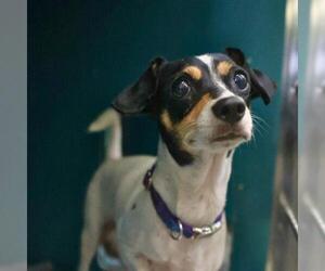 Mutt Dogs for adoption in San Antonio, TX, USA