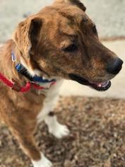 Sheprador Dogs for adoption in Kansas City, MO, USA