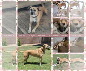Beagle-Black Mouth Cur Mix Dogs for adoption in Mesa, AZ, USA
