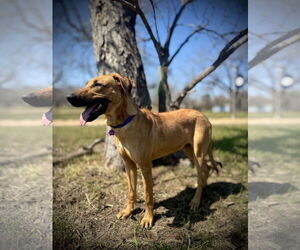 Rhodesian Ridgeback-Unknown Mix Dogs for adoption in Pleasanton, TX, USA