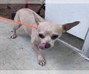 Chihuahua Dogs for adoption in Tracy, CA, USA