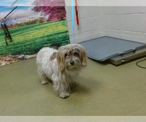 Havanese Dogs for adoption in Moreno Valley, CA, USA