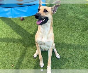 Medium Photo #5 German Shepherd Dog Puppy For Sale in Orange, CA, USA