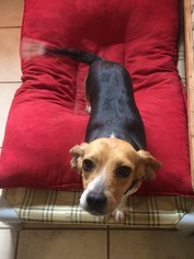 Beagle Dogs for adoption in Chesapeake, VA, USA