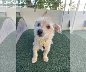 Mutt Dogs for adoption in Tempe , AZ, USA