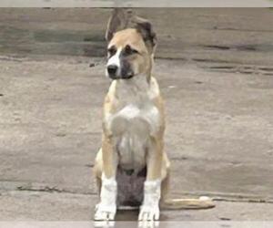 Boxer-Unknown Mix Dogs for adoption in Houston, TX, USA