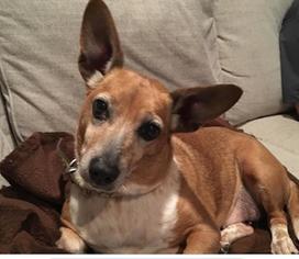 Dorgi Dogs for adoption in Cary, NC, USA