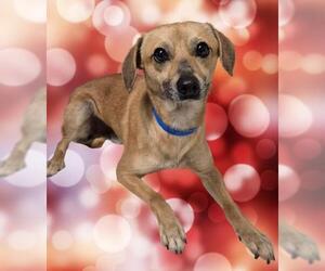 Chihuahua Dogs for adoption in Bakersfield, CA, USA