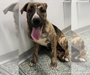 Bullmastiff-Unknown Mix Dogs for adoption in Salisbury, NC, USA