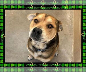 German Shepherd Dog Dogs for adoption in Ojai, CA, USA