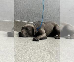 American Pit Bull Terrier-Unknown Mix Dogs for adoption in Las Vegas, NV, USA