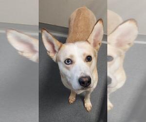 Huskies -Unknown Mix Dogs for adoption in Glen Allen, VA, USA