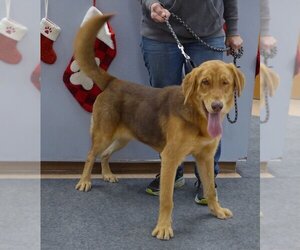 Labloodhound Dogs for adoption in Batavia, NY, USA