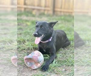 German Shepherd Dog-Unknown Mix Dogs for adoption in San Antonio, TX, USA