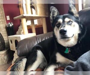 Alaskan Husky Dogs for adoption in Crystal, MN, USA