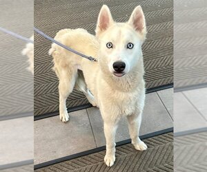 Siberian Husky Dogs for adoption in Fort Lauderdale, FL, USA