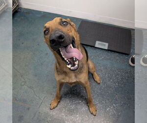 German Pinscher-German Shepherd Dog Mix Dogs for adoption in Chico, CA, USA