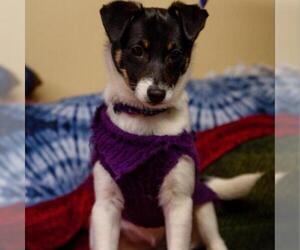 Rat Terrier Dogs for adoption in Madison, WI, USA
