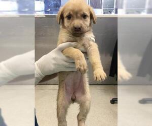 Great Pyrenees-Unknown Mix Dogs for adoption in Riverside, CA, USA