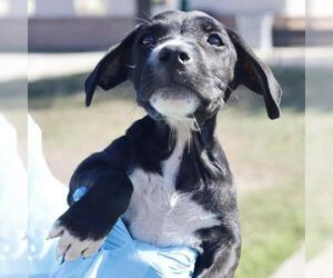 Mutt Dogs for adoption in San Antonio, TX, USA