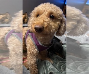 Poodle (Miniature) Dogs for adoption in Sioux Falls, SD, USA