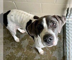Pointer-Unknown Mix Dogs for adoption in Baytown, TX, USA