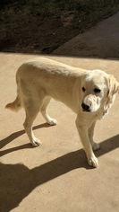 Golden Labrador Dogs for adoption in Fort Worth, TX, USA