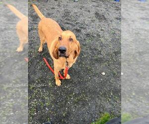 Redbone Coonhound Dogs for adoption in St Helens, OR, USA