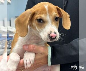 Mutt Dogs for adoption in Washington, DC, USA