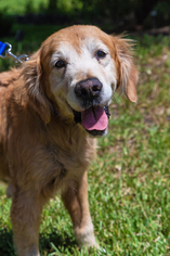Golden Retriever Dogs for adoption in Naples, FL, USA