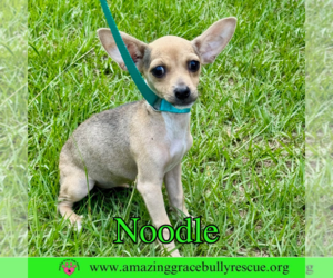 Chiweenie Dogs for adoption in Pensacola, FL, USA