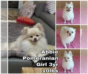 Pomeranian Dogs for adoption in Seattle, WA, USA