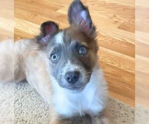 Red Heeler-Unknown Mix Dogs for adoption in Laramie, WY, USA