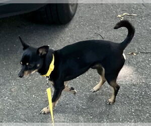 Chihuahua-Unknown Mix Dogs for adoption in Sterling, MA, USA