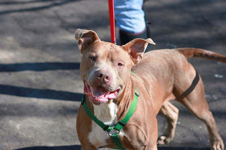 Small American Pit Bull Terrier