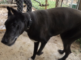 Great Dane Dogs for adoption in Zaleski, OH, USA