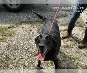 Labrador Retriever-Unknown Mix Dogs for adoption in Ocala, FL, USA
